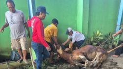 Ketum SWI Iskandar, Berbagi pada Sesama, Dengan Qurban 2 Ekor Sapi di Kantor JPM