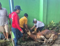 Ketum SWI Iskandar, Berbagi pada Sesama, Dengan Qurban 2 Ekor Sapi di Kantor JPM