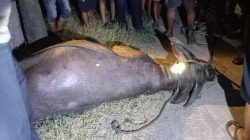 Kerbau Kurban Lepas di Kudus, Seruduk 2 Pemotor Hingga Dilumpuhkan Polisi